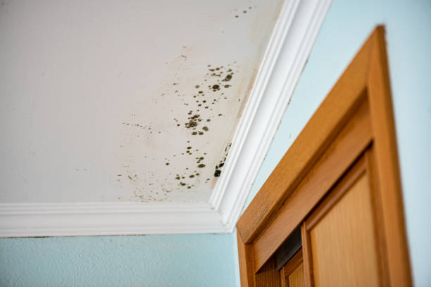 Best Residential Mold Remediation in Blue Springs, MO