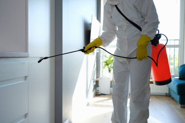 Best Black Mold Remediation in Blue Springs, MO