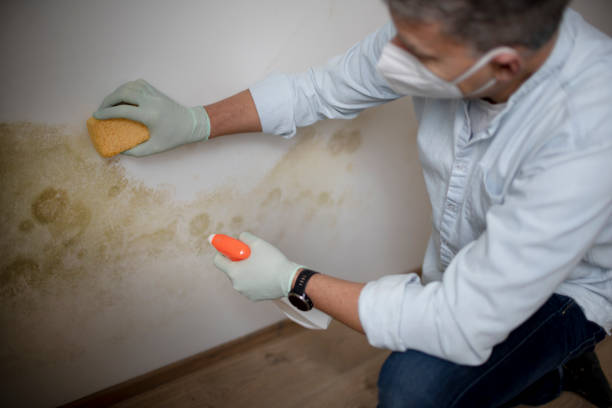 Best Commercial Mold Remediation in Blue Springs, MO