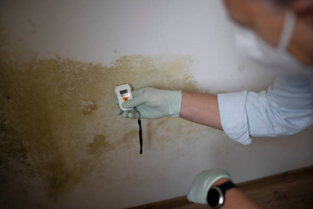 Blue Springs, MO Mold Remediation Company