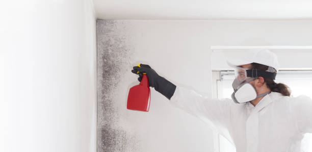 Best Residential Mold Remediation in Blue Springs, MO