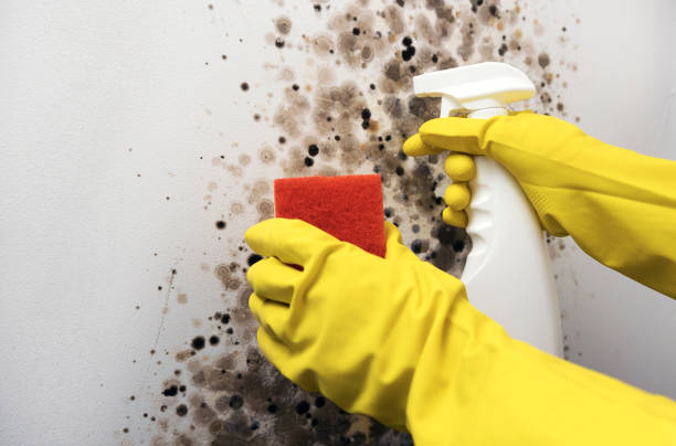 Best White Mold Remediation in Blue Springs, MO