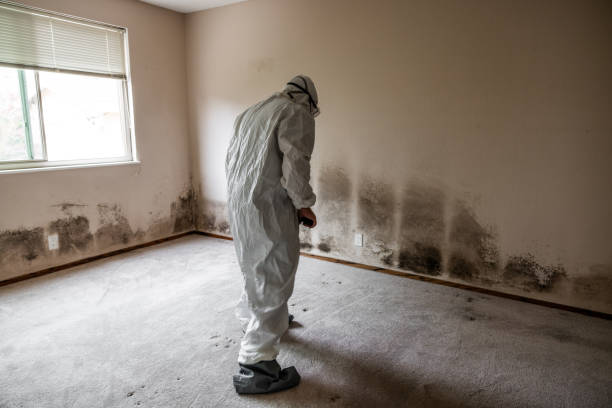 Best Mold Remediation for Specific Building Types in Blue Springs, MO