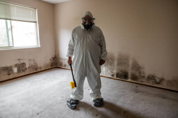 Best White Mold Remediation in Blue Springs, MO