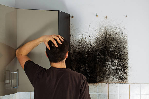 Best Bathroom Mold Remediation in Blue Springs, MO