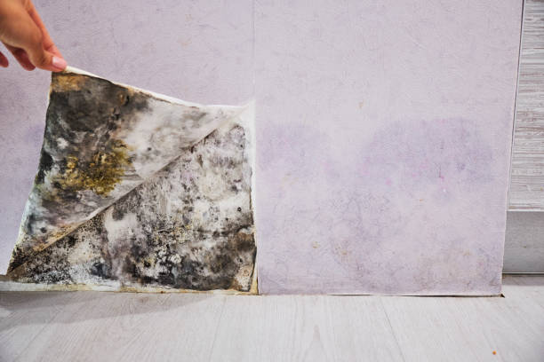 Best Commercial Mold Remediation in Blue Springs, MO